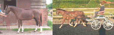 13 Hand 3.5inch Welsh x Hackney gelding